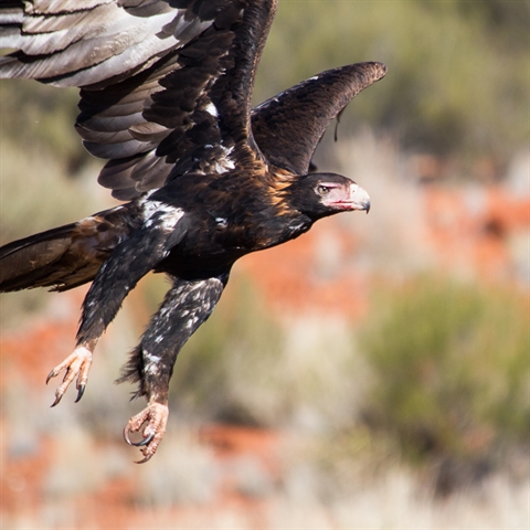The Outback Way, archived photograph 3